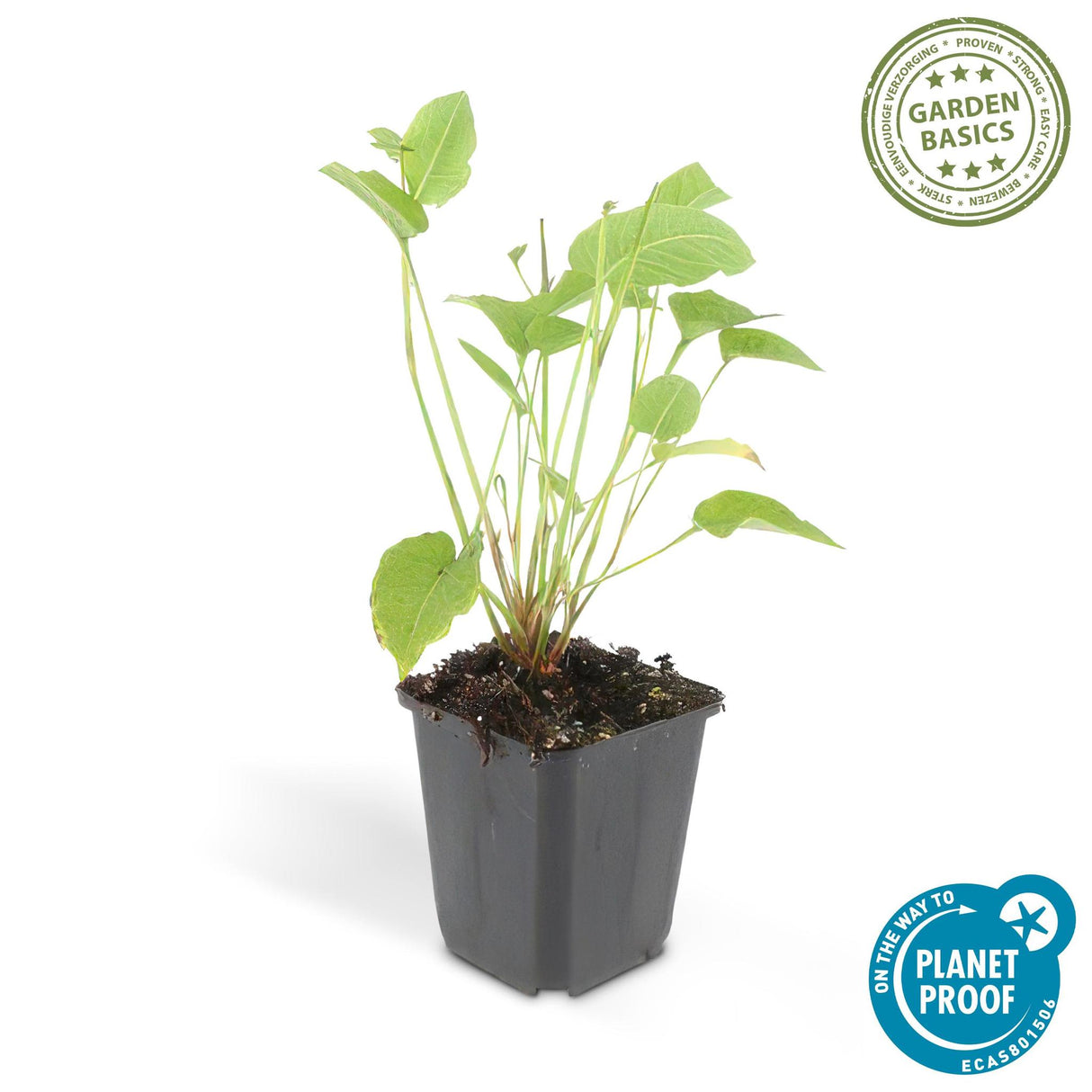 Persicaria Amplexicaulis