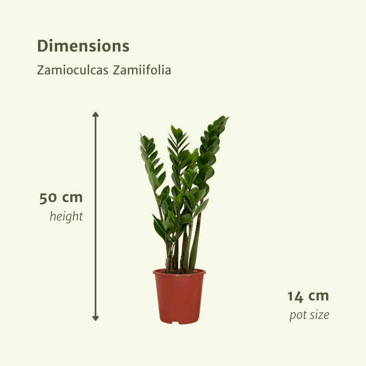 2x Zamioculcas Zamiifolia - Emerald palme - 50cm - ø14