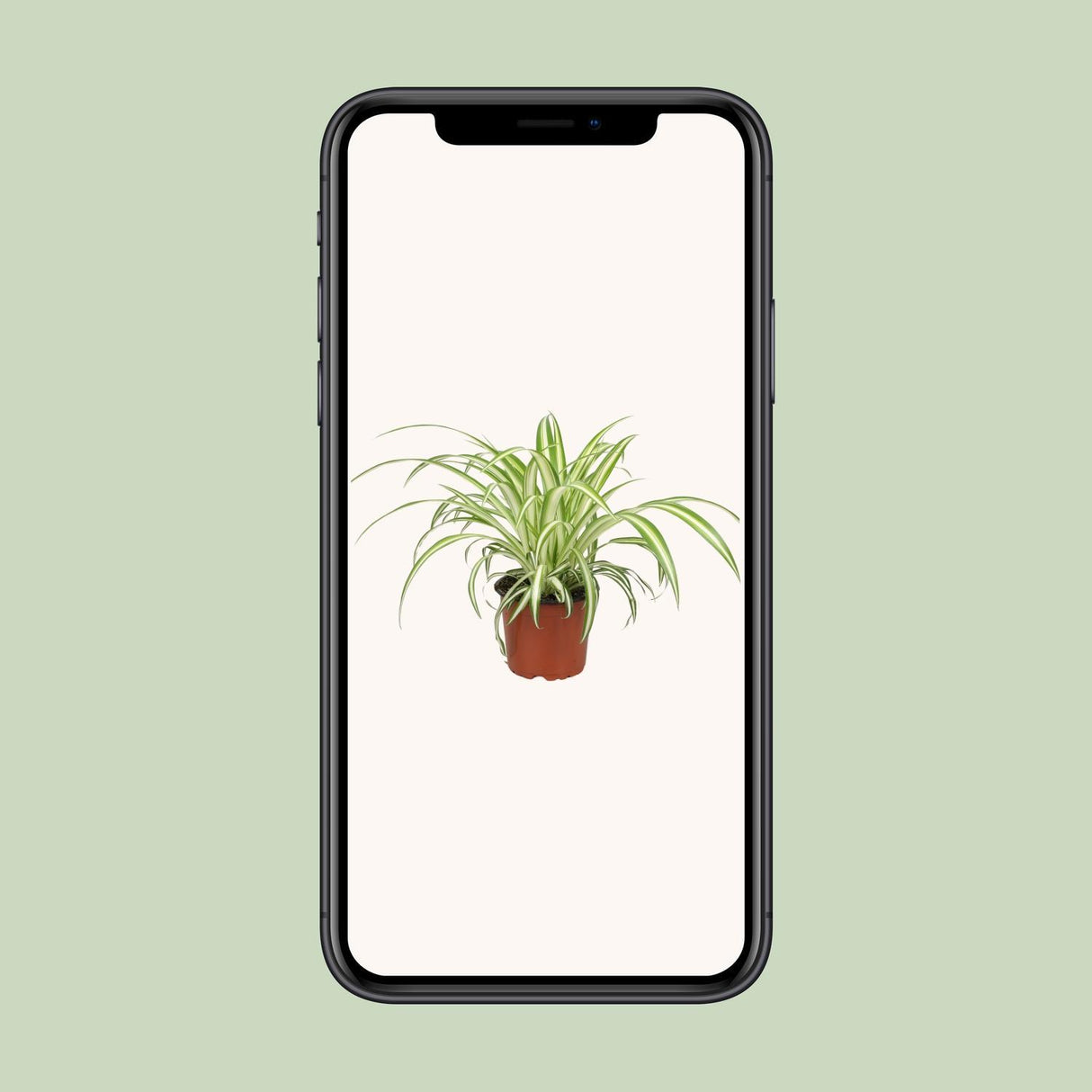 Chlorophytum - Ø12cm - ↕25cm