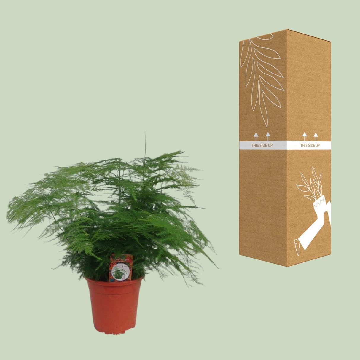 Asparagus Setaceus - Ø17cm - ↕45cm - Ø17cm - ↕45cm