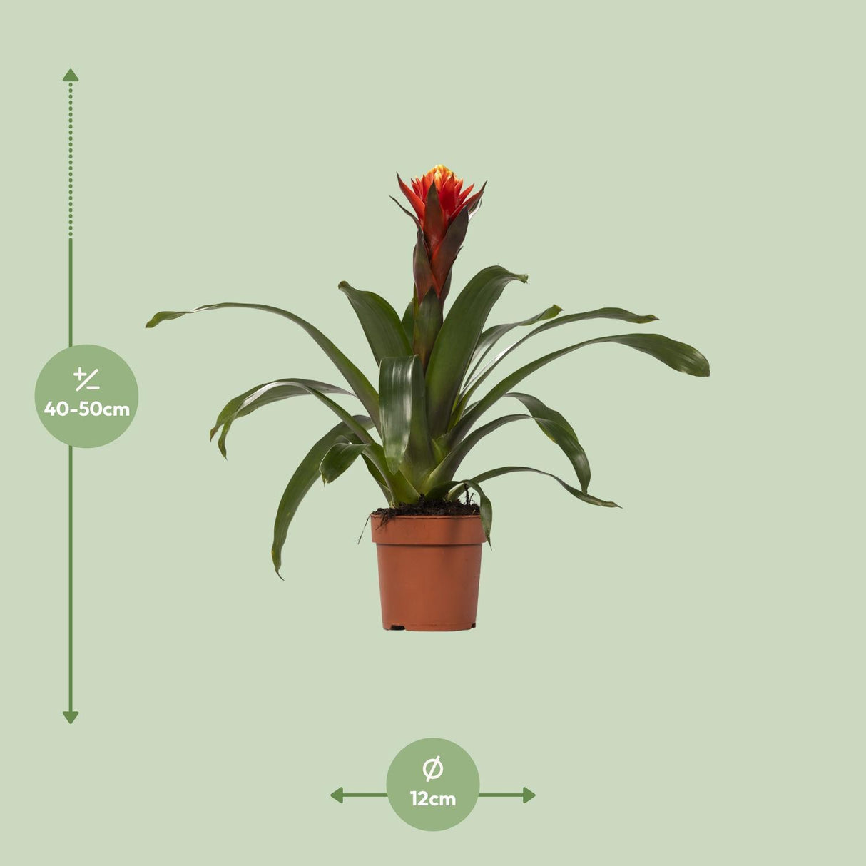 Guzmania Lykke