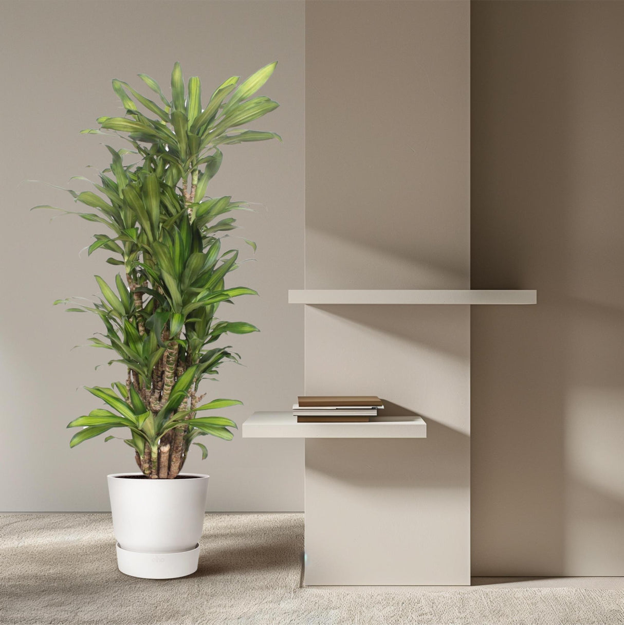 Dracaena Eve