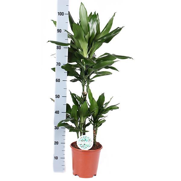 Dracaena Janet Lind Ø21cm - ↕90cm i Albury BLACK print mand