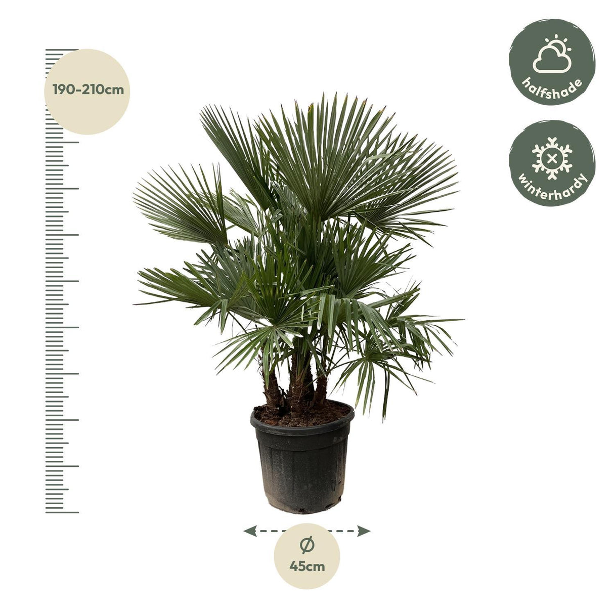 Trachycarpus Multi Stam