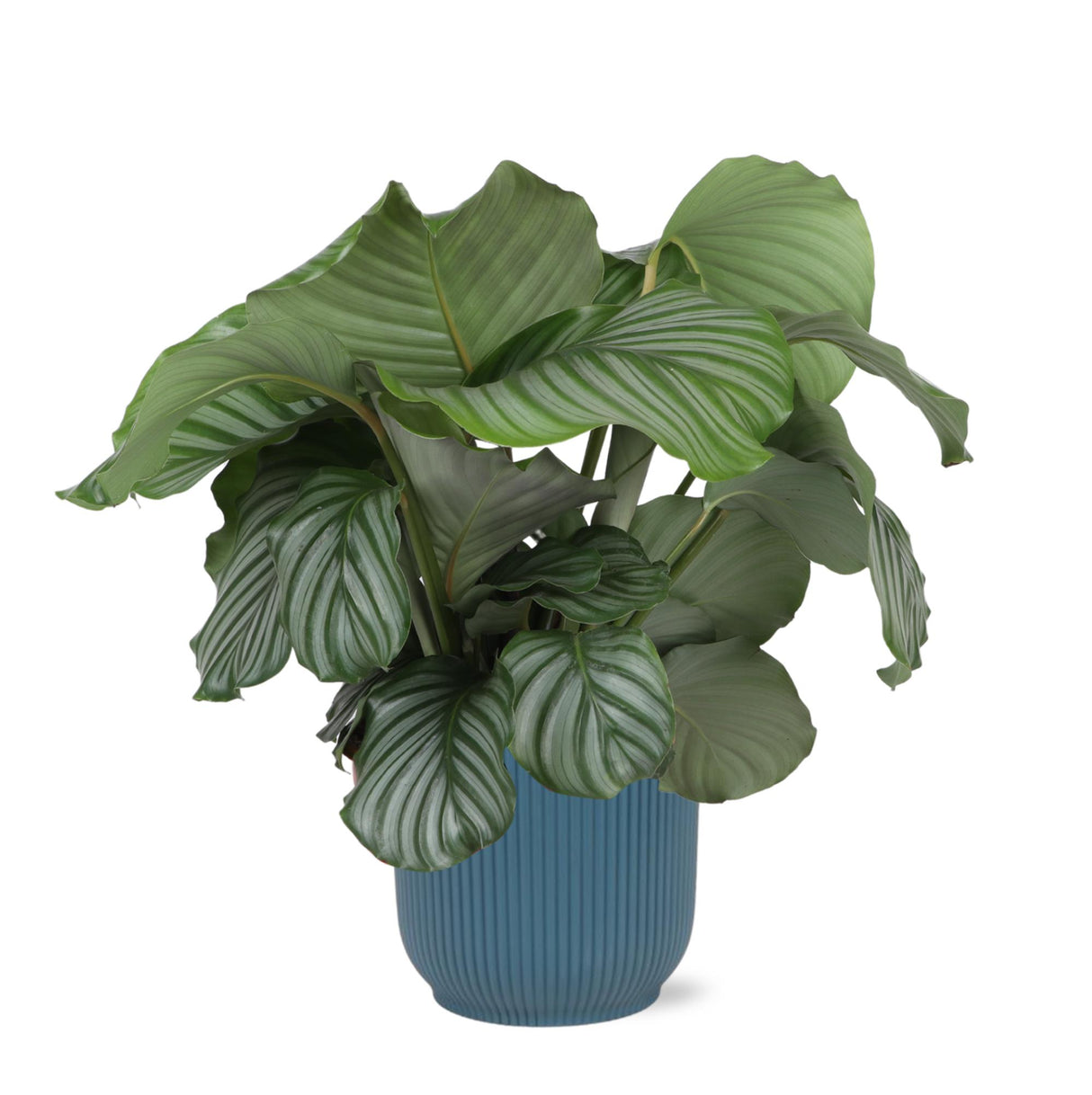 Calathea Orbifolia