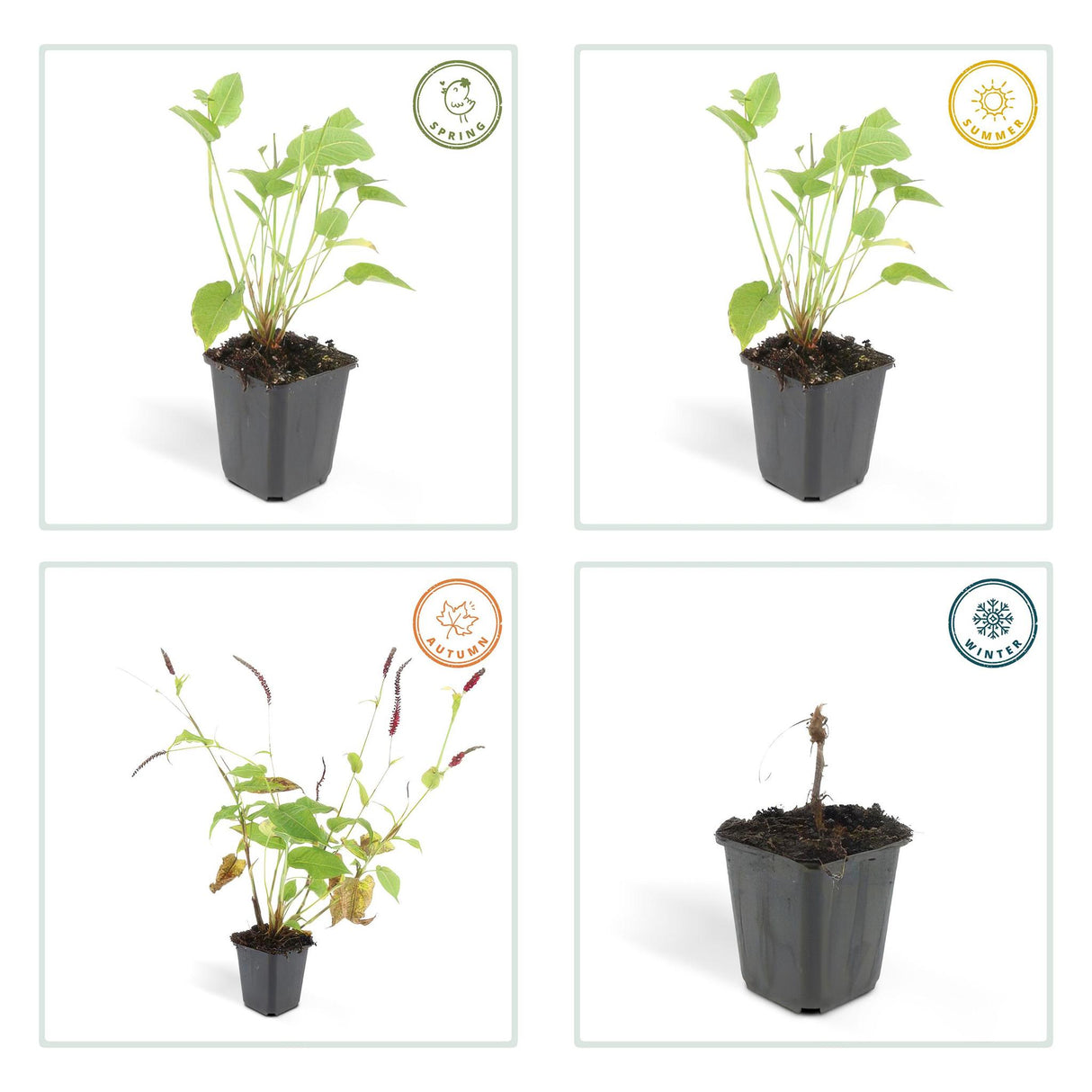 Persicaria Amplexicaulis