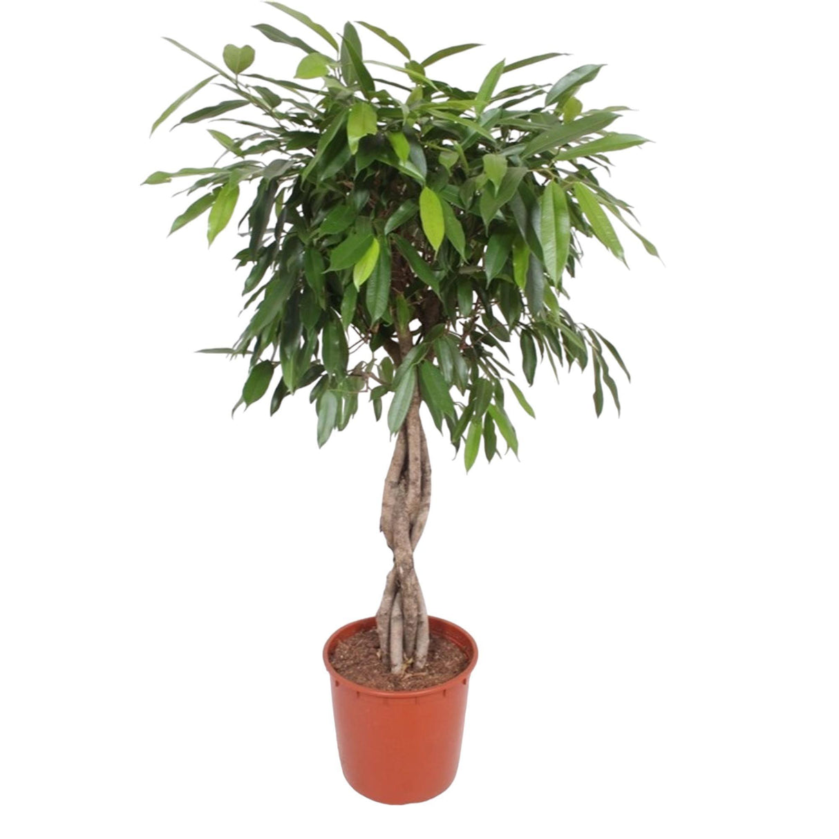 Ficus Amstel King flettet stamme