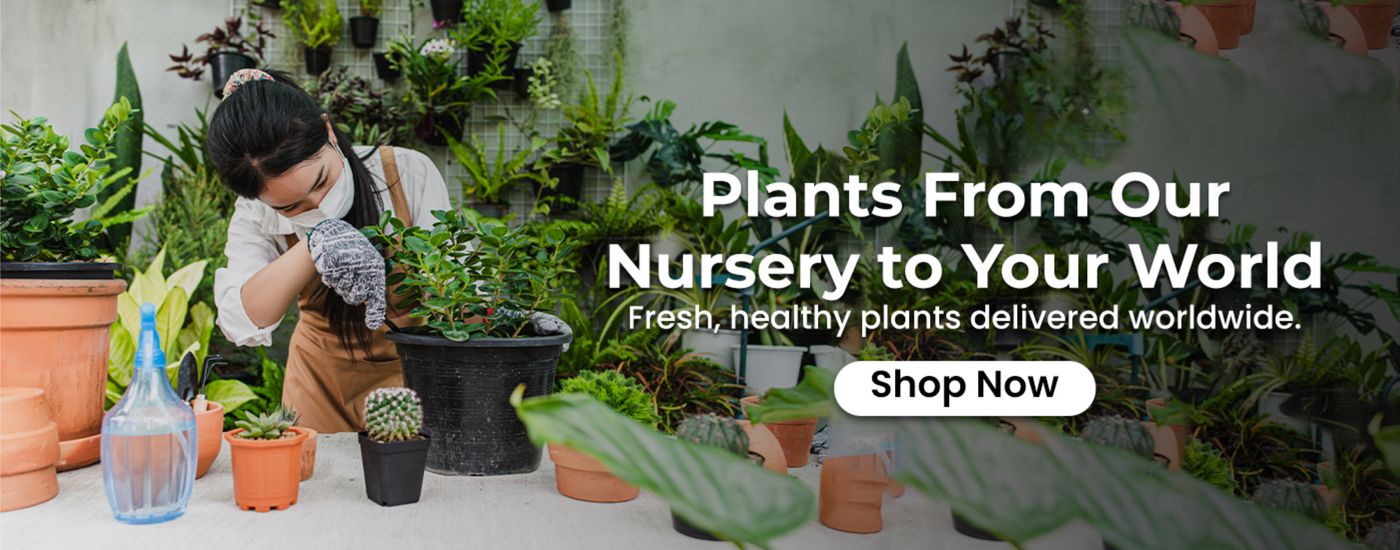 Healthy green plants at a premium plant nursery