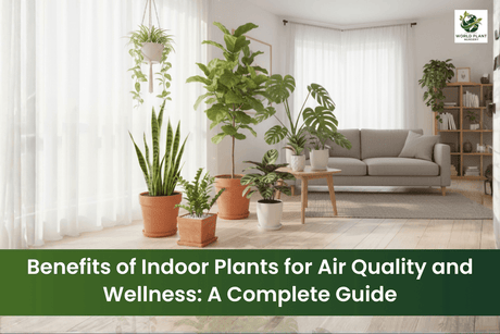 Indoor plants improving air quality and home wellness