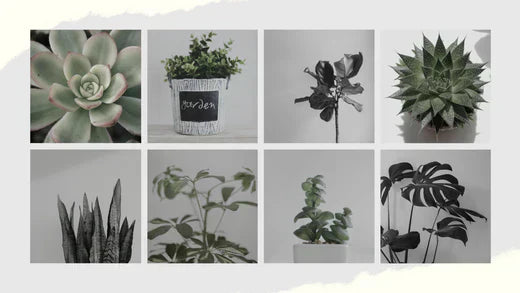 low-maintenance indoor plants for stress-free living