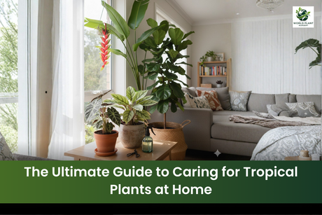 tropical indoor plants care guide at home