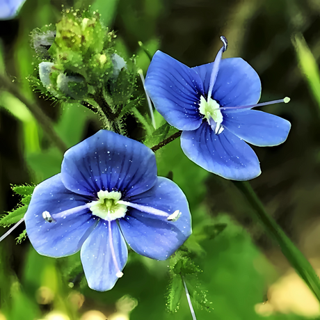 Native Plants