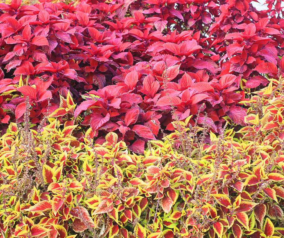 Autumn Plants Europe