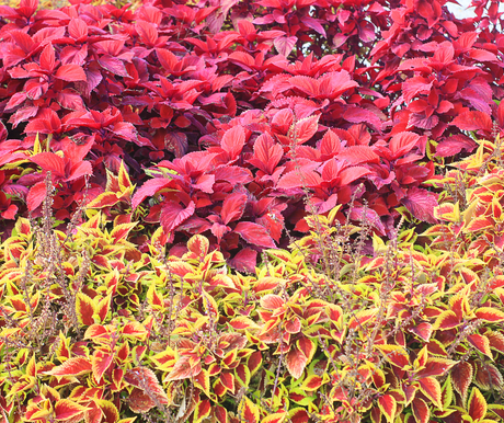Autumn Plants Europe