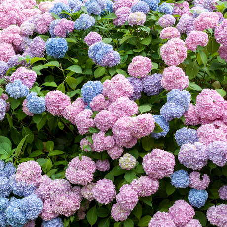 Hydrangea