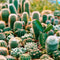 Cactus & Succulents