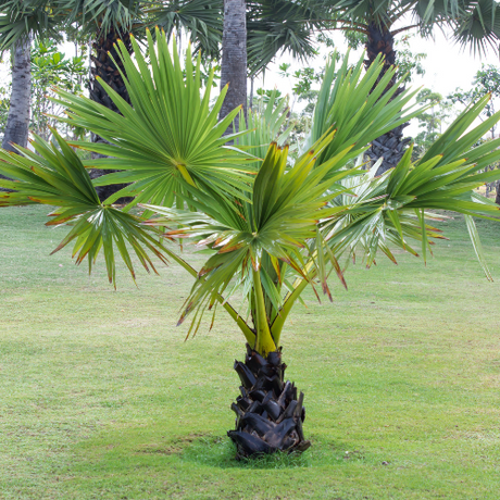 Palms