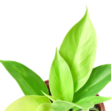 Philodendron 'Moonlight'