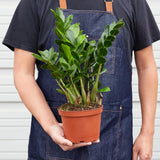 Zamioculcas Zamiifolia 'ZZ' - House Plant Shop