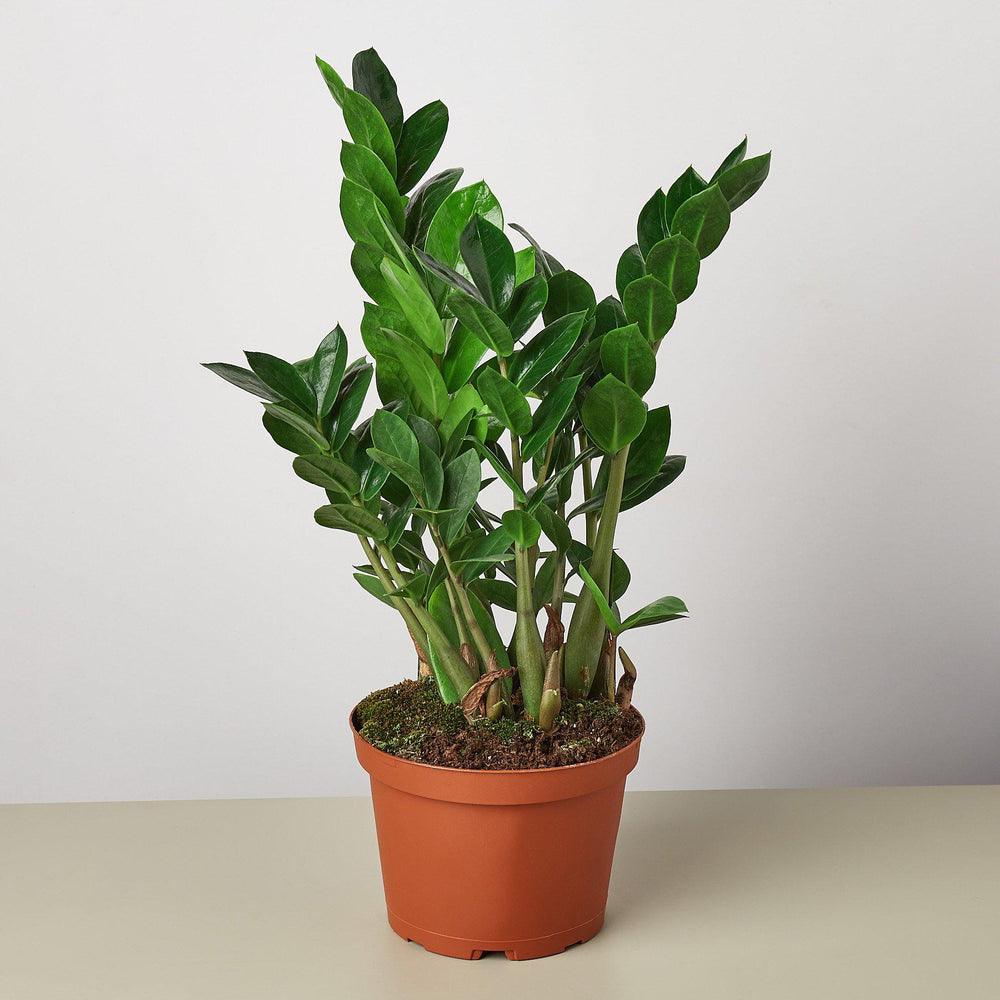Zamioculcas Zamiifolia 'ZZ' - House Plant Shop