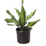 Dracaena Golden Heart