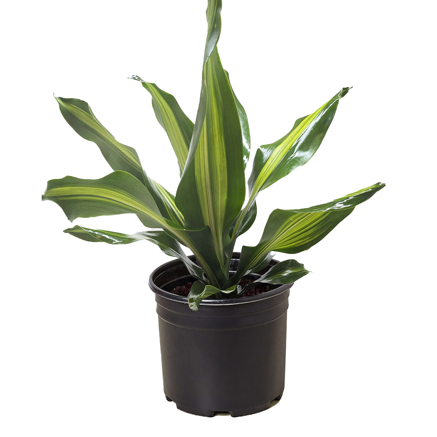 dracaena fragrans golden heart Buy Dracaena Golden Heart Online in United States – World Plant Nursery