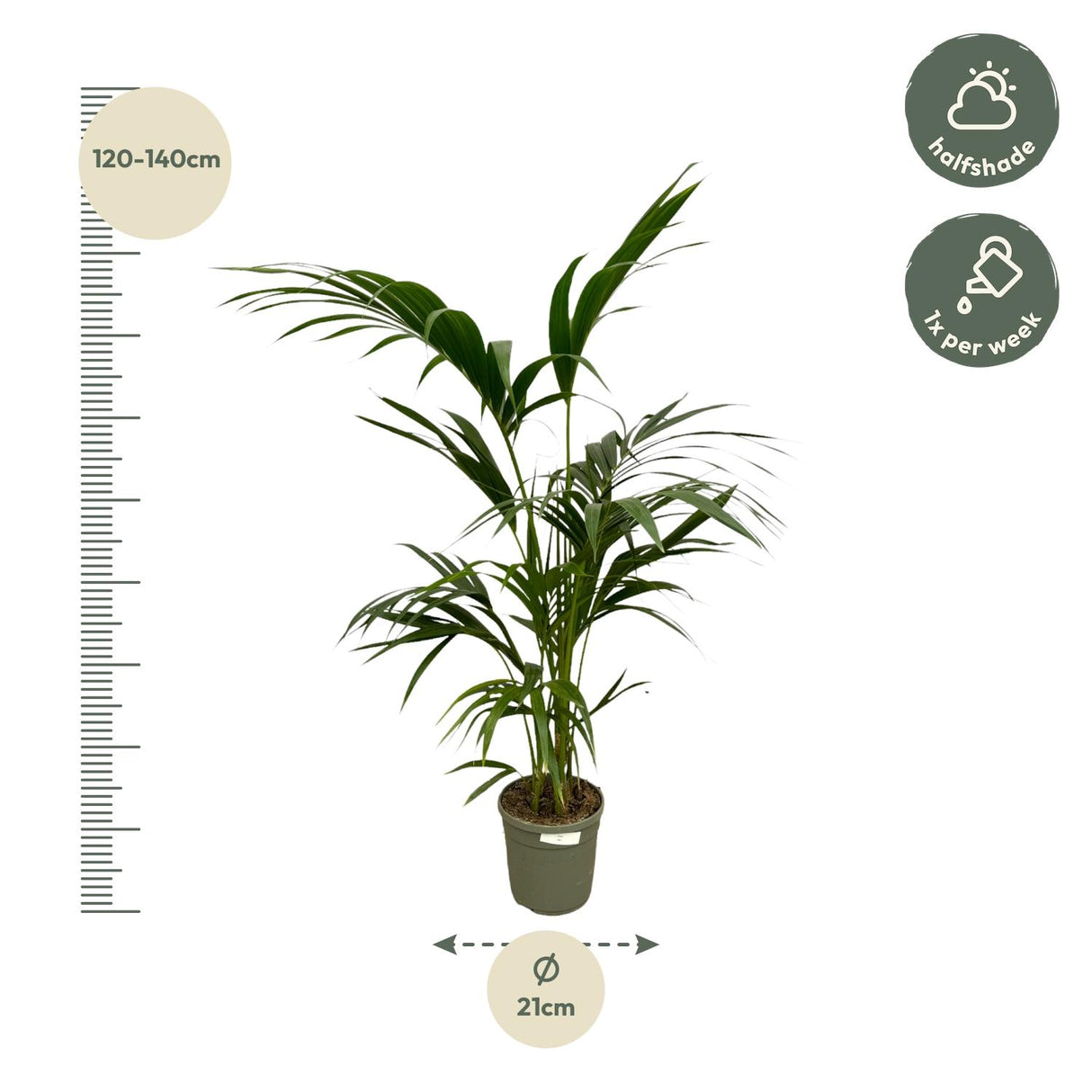 Kentia-palme