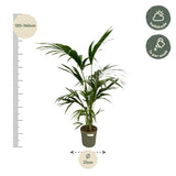 Kentia-palme