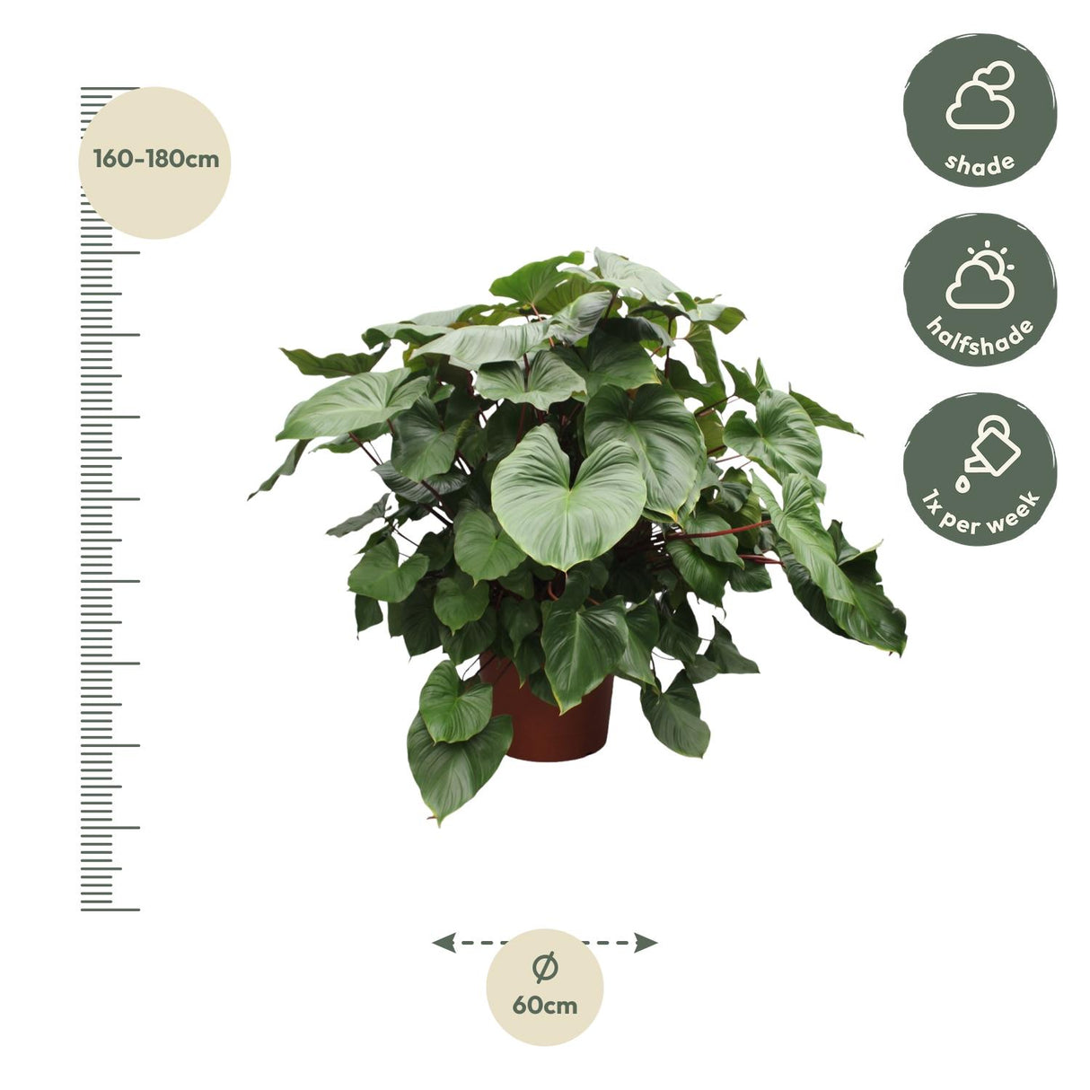 Homalomena Rubescens Maggy