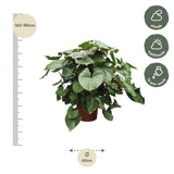 Homalomena Rubescens Maggy