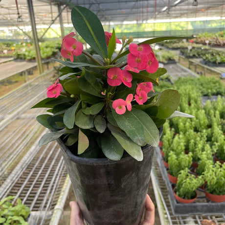 Crown of Thorns