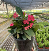 Crown of Thorns