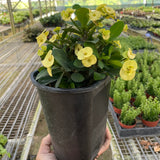 Crown of Thorns