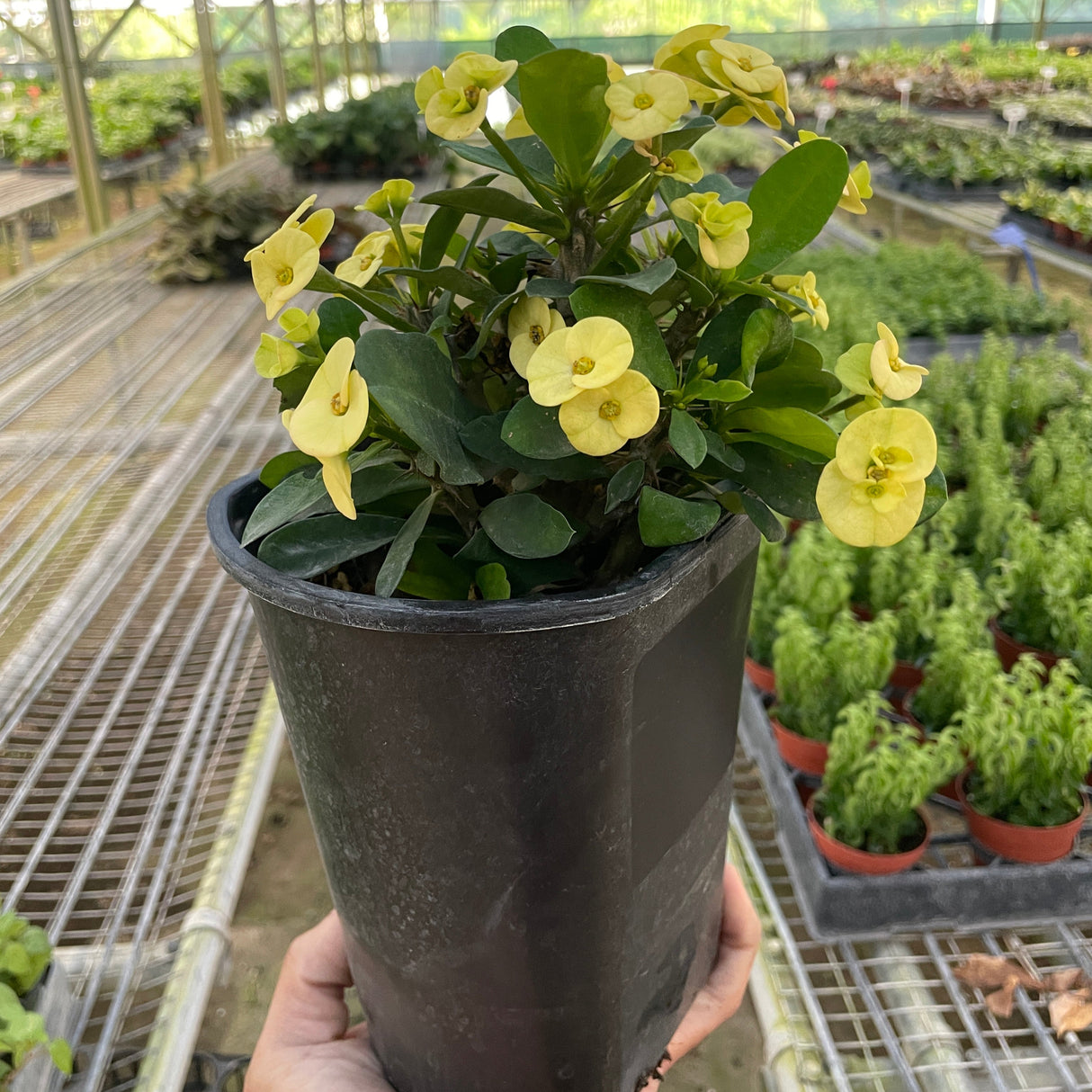 Crown of Thorns