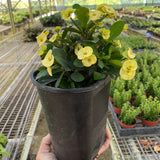 Crown of Thorns