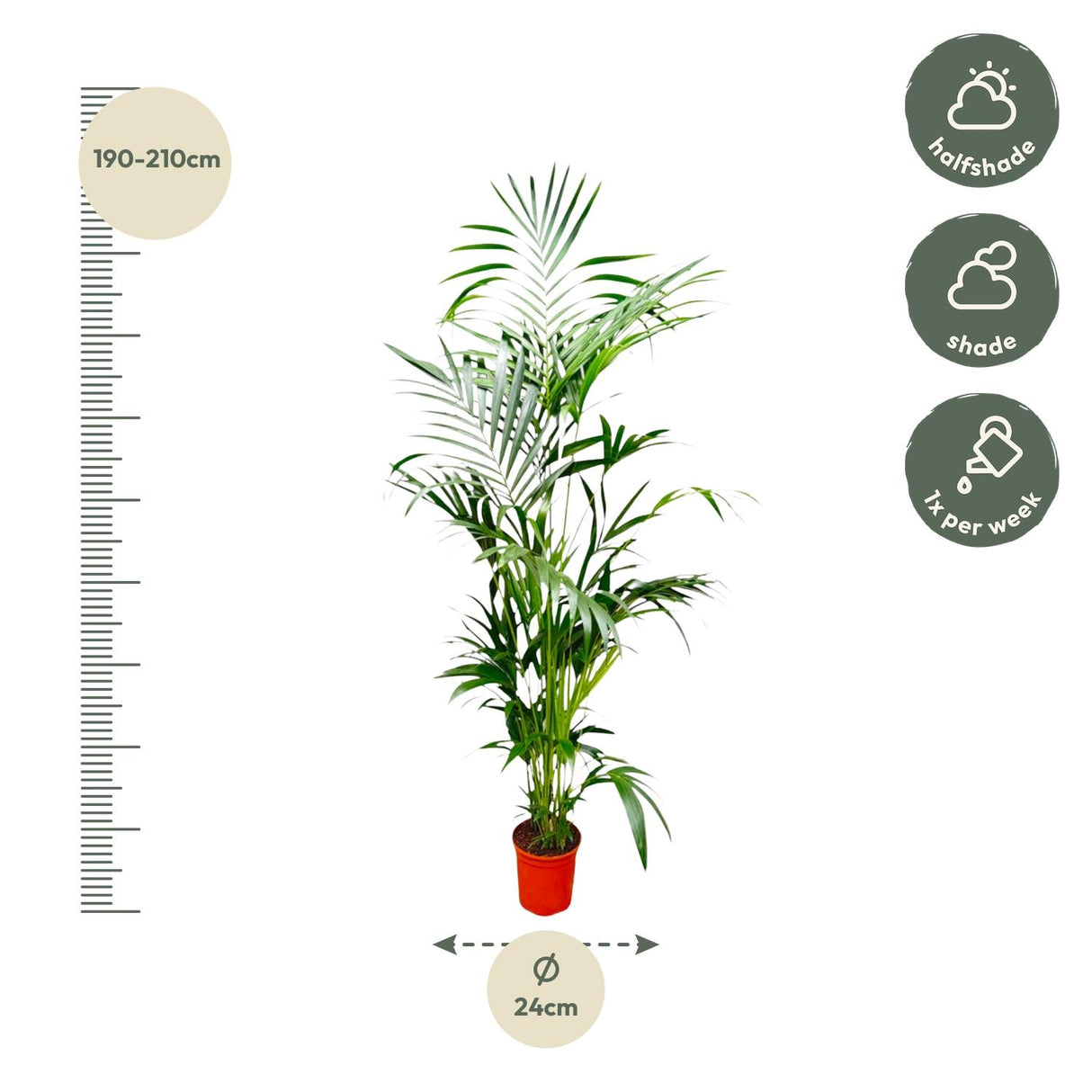 Kentia-palme