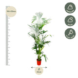 Kentia-palme