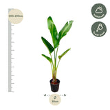 Strelitzia Augusta