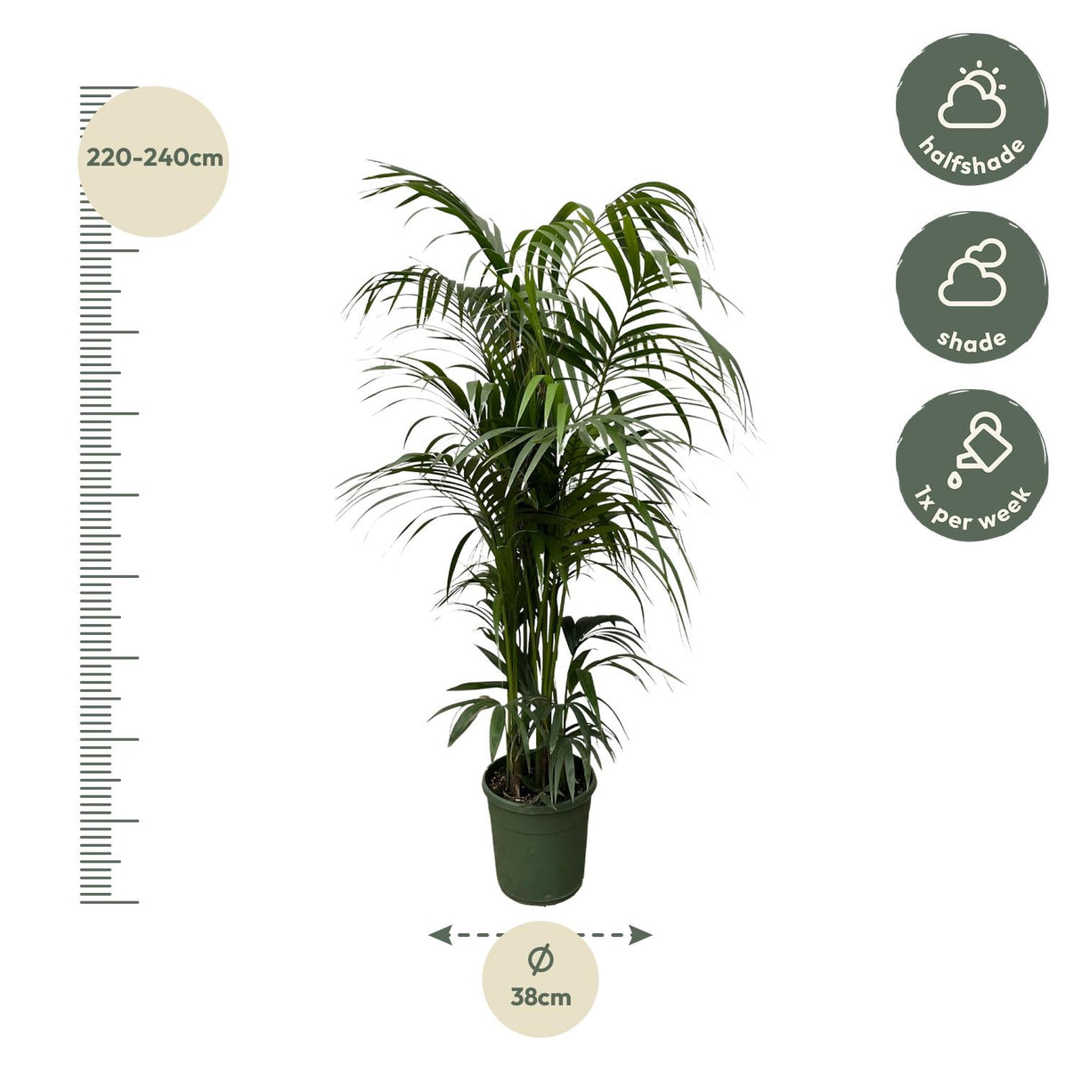 Kentia-palme