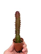 Succulent Euphorbia 'Trigona Rubra'