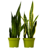 Sansevieria