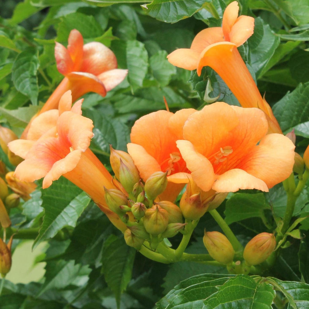 2x - Campsis 'Indian Summer' - ↨65cm - Ø15