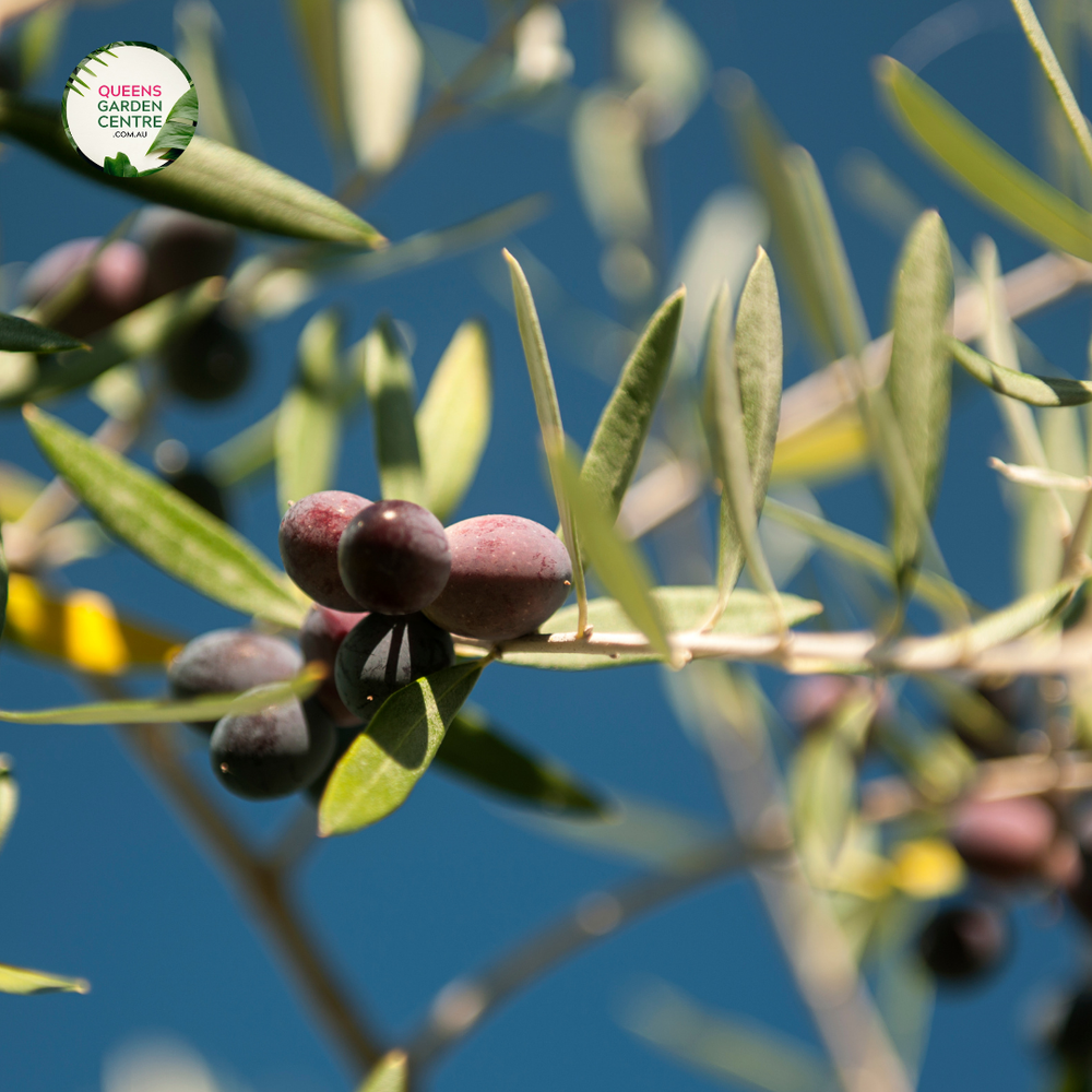 Close-up image of an Olive Black Italian tree, showing its dark, glossy black olives clustered among narrow, silver-green leaves. The bark of the tree is rough and gnarled, giving the tree a weathered, ancient appearance, characteristic of olive trees. The overall texture of the leaves and fruit contrasts with the rugged bark, highlighting the natural beauty of the tree