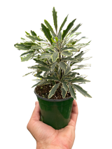 Aralia 'Bianca'