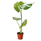 Monstera 'Thai Constellation'