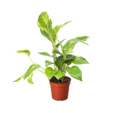 Pothos 'Golden'