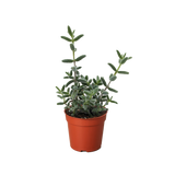 Delosperma echinatum 'Pickle Plant'