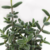 Delosperma echinatum 'Pickle Plant'