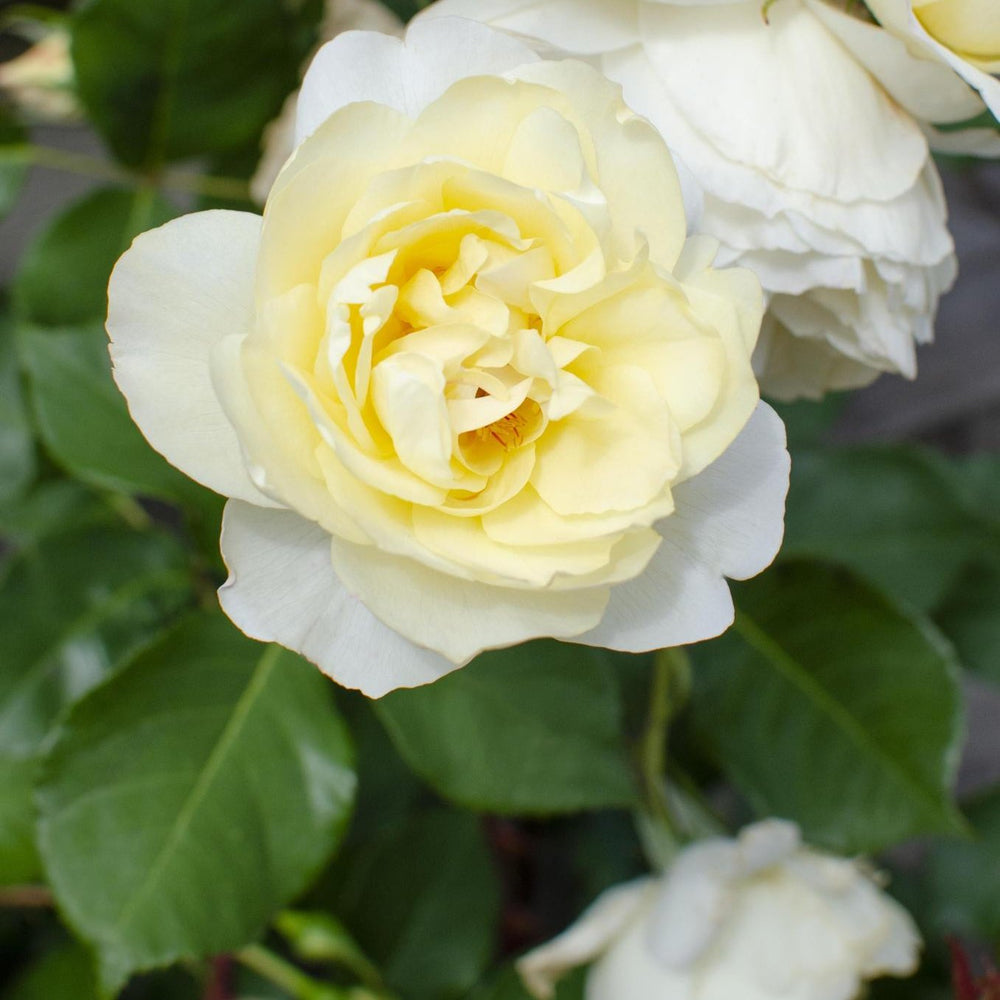 3x - Rosa Crazy in love 'Vanilla' - ↨65cm - Ø15