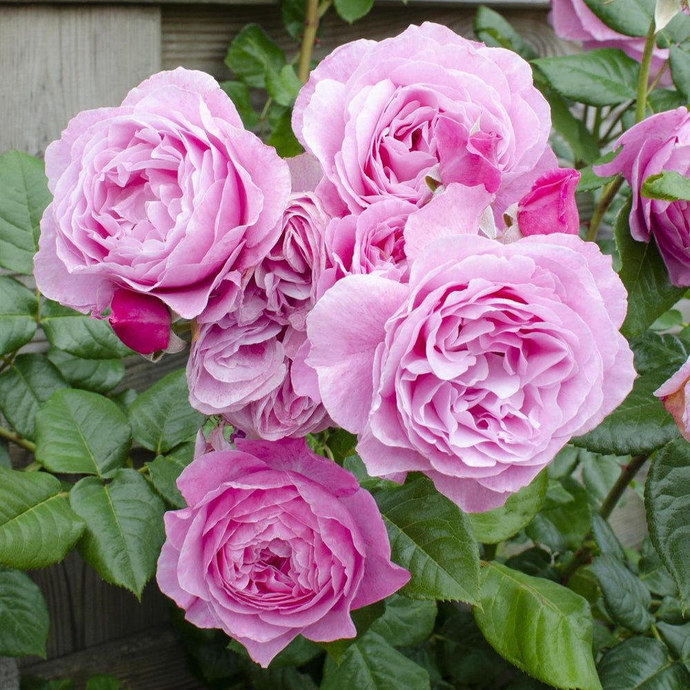 3x - Rosa Crazy in love 'Red' - ↨65cm - Ø15